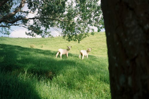 ağaç, çayır, çiftlik hayvanları içeren Ücretsiz stok fotoğraf