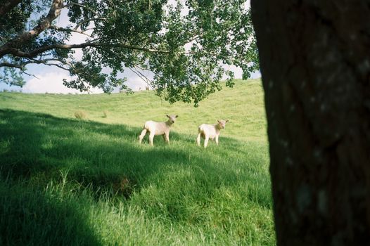 Hobbiton movie set day — Auckland