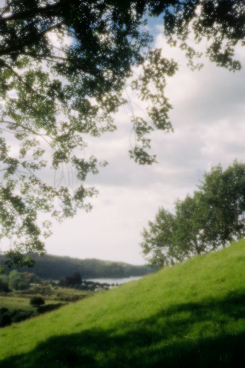 나무, 녹색, 농촌의의 무료 스톡 사진