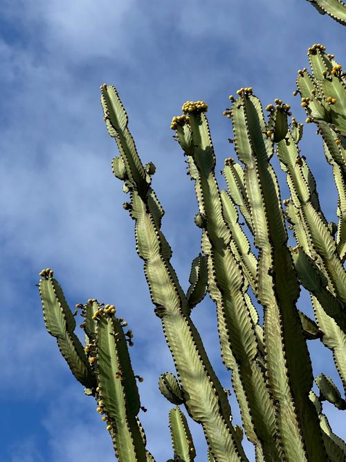 Free Vertical shot of tall green cacti reaching towards a bright blue sky with white clouds Stock Photo
