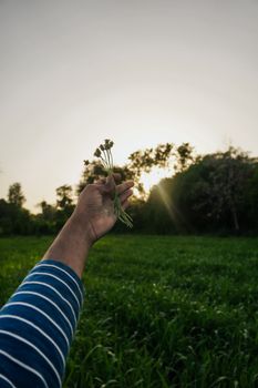 A hand gently holds wildflowers in a green field during sunset, reflecting peace and nature's beauty.