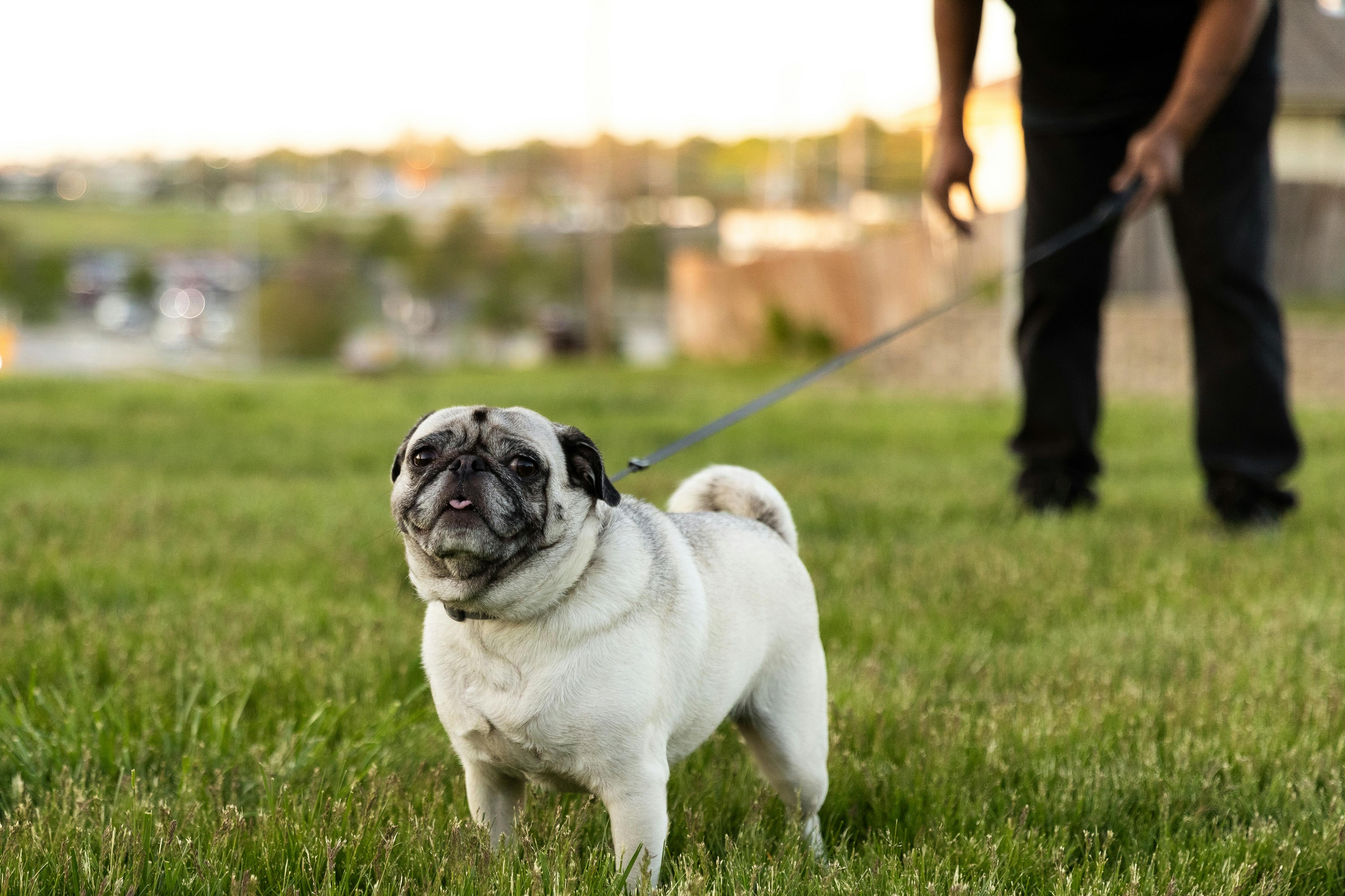 Pug leash cheap