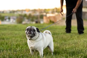 Pug On a Leash