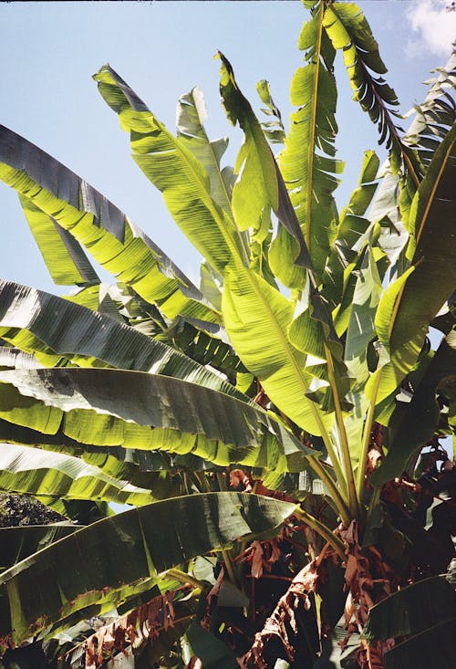 Ingyenes stockfotó 35 mm, analóg fényképezés, banánfa témában