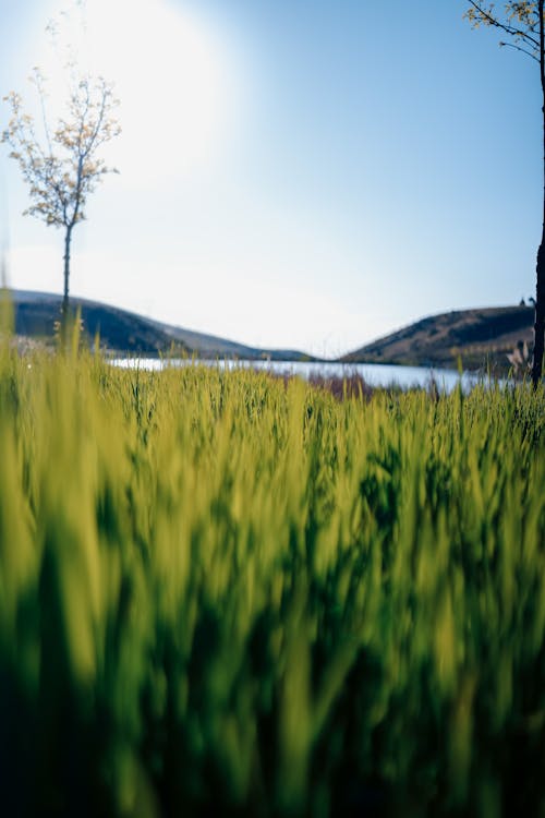 Základová fotografie zdarma na téma detail, příroda, rostliny