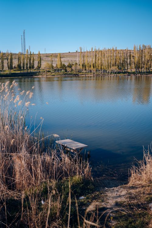 Free Peaceful lakeside view with rushes and a clear blue sky in a nature setting, perfect for relaxation. Stock Photo