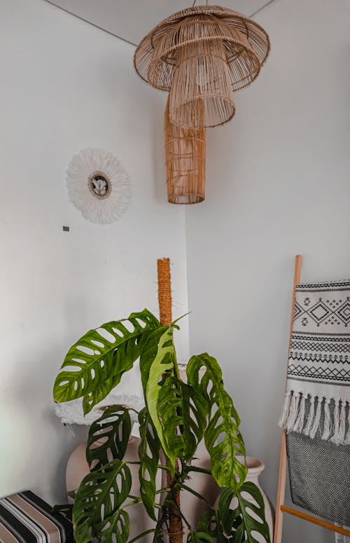 Lamp over Plant in White Room