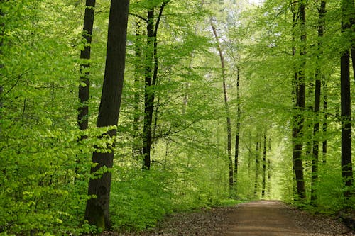 Fotos de stock gratuitas de arboles, bosque, camino de tierra