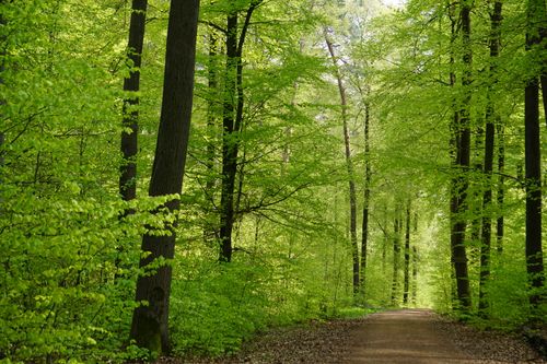 Free A tranquil dirt road surrounded by lush green forest trees in Esslingen, Germany. Stock Photo