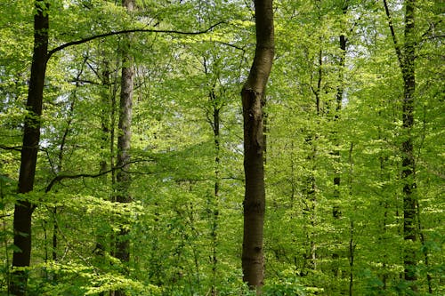 ağaçlar ormanı, Doğa Ana, orman içeren Ücretsiz stok fotoğraf