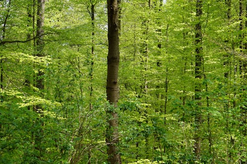 Photos gratuites de forêt, forêt d'arbres, mère nature