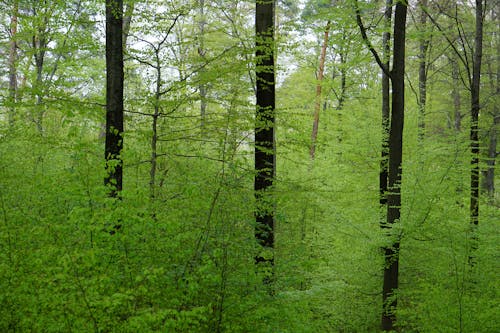 ağaçlar ormanı, Doğa Ana, orman içeren Ücretsiz stok fotoğraf