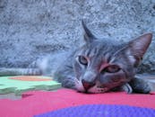 一只平静的虎斑猫在户外的彩色泡沫垫上放松身心，展示着可爱的胡须