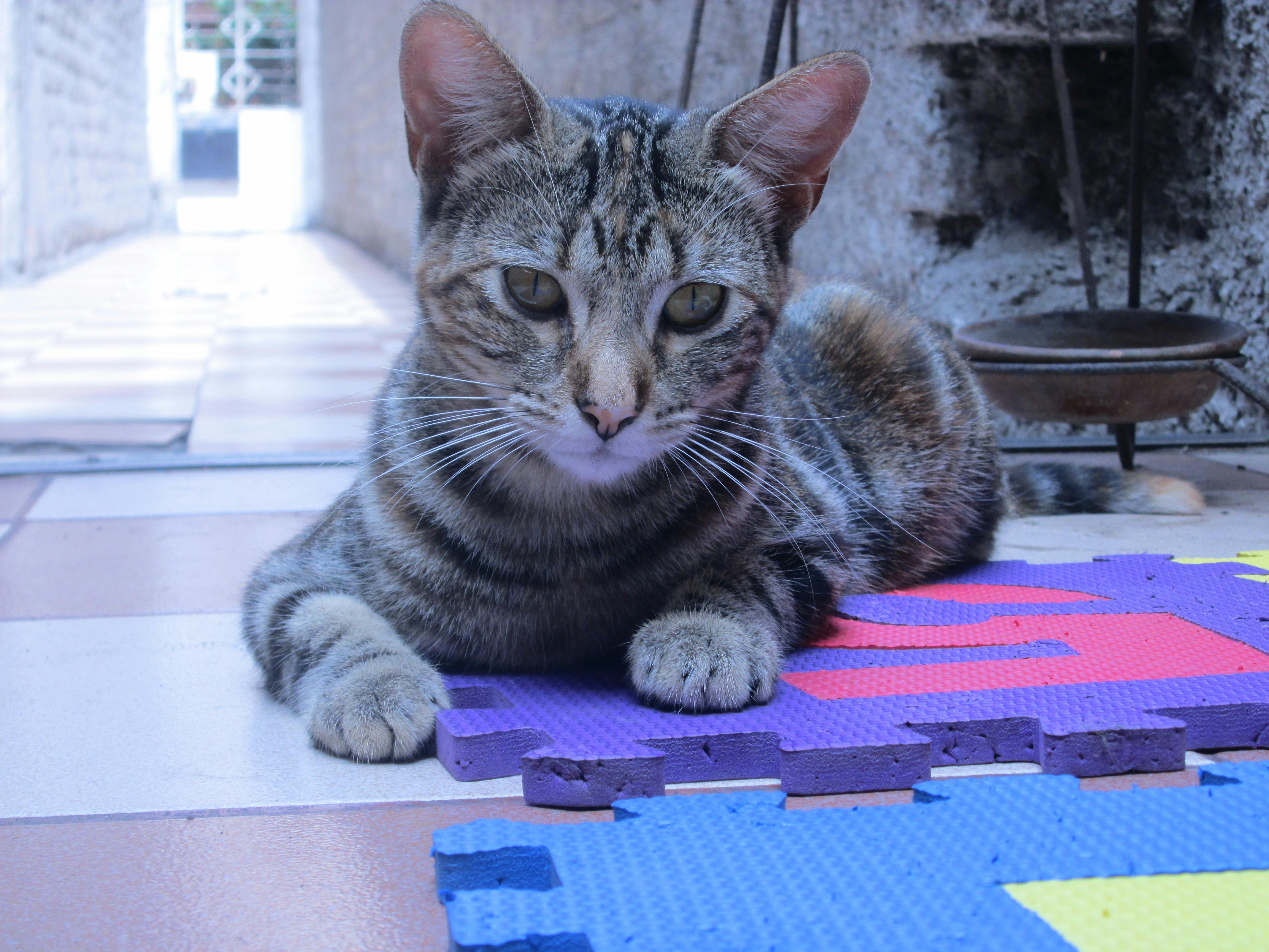 cat puzzle mat