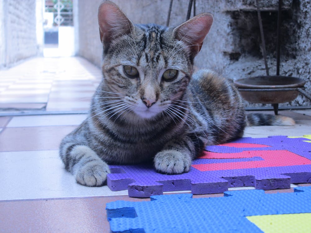 Free Gray Tabby Cat on Purple Puzzle Mat Stock Photo