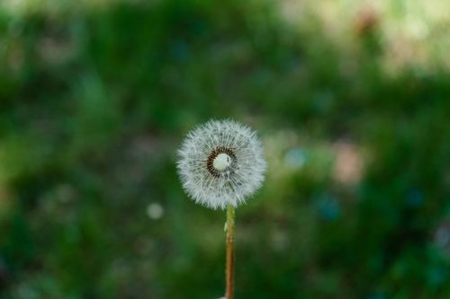 Free A close-up of a delicate dandelion seed head in a lush green outdoor setting. Stock Photo
