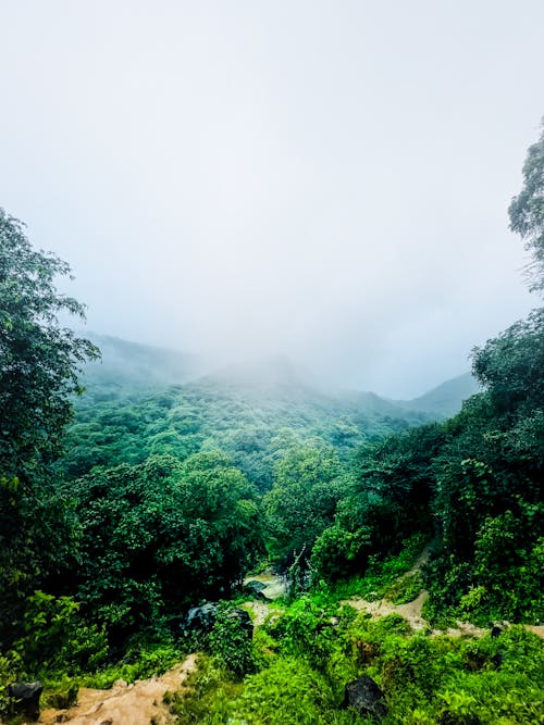 Ingyenes stockfotó felhő erdő, ködös nap, legyél boldog témában
