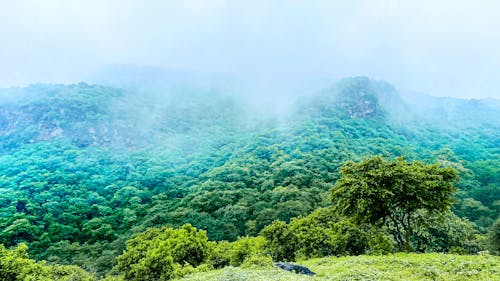 Ingyenes stockfotó Adobe Photoshop, erdei folyó, felhő erdő témában