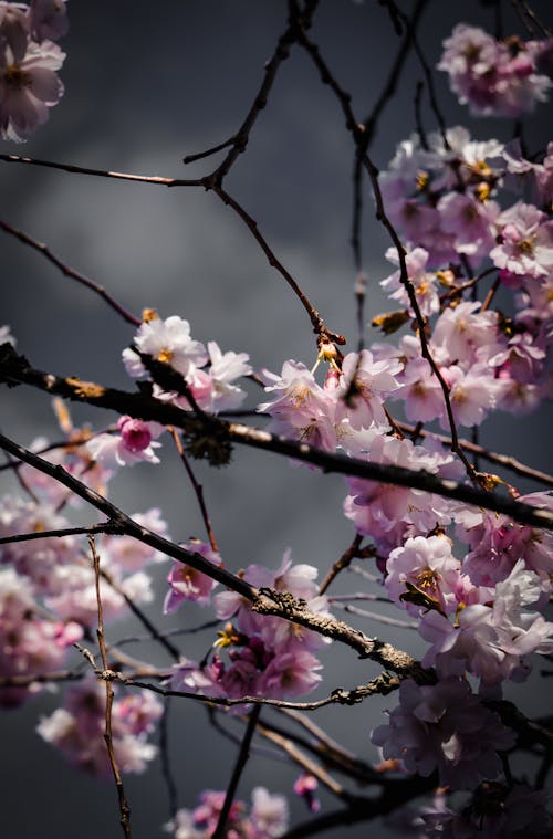 Close-up of Cherry Blossom Branches 