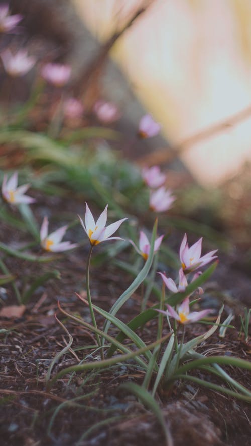 Close up of Flowers on Ground