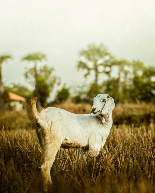Free A serene goat grazing in a sunny rural field with warm tones and grass surroundings. Stock Photo
