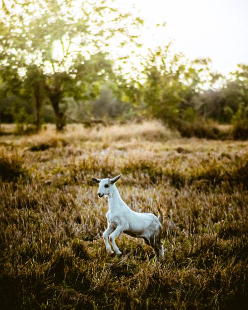 Free A spirited young goat leaping in a tranquil pasture during spring. Captured in natural light outdoors. Stock Photo