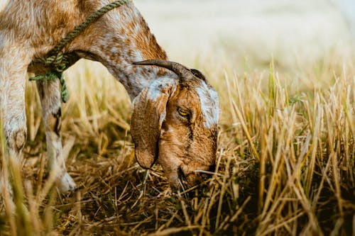 Goat Eating Grass