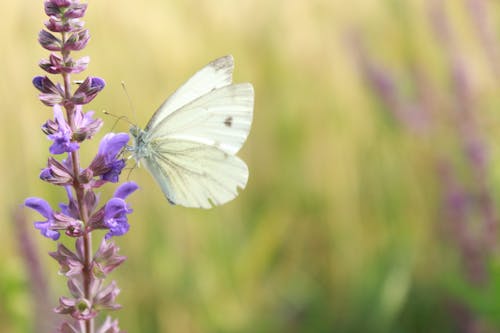 곤충, 꽃밭, 꽃에 앉은 나비의 무료 스톡 사진