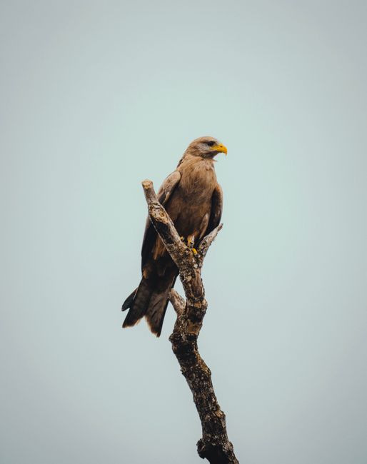 A majestic African hawk perched on a bare branch against a clear sky in Lagos, capturing nature's beauty.
