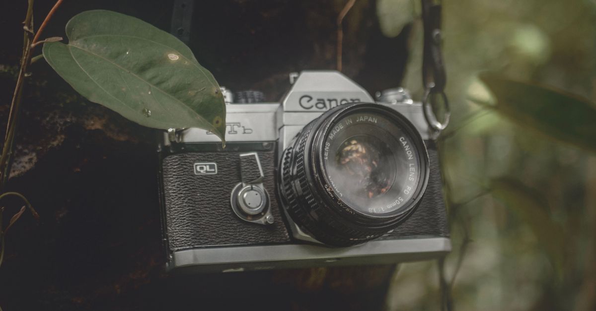 Camera Hanging on a Tree · Free Stock Photo