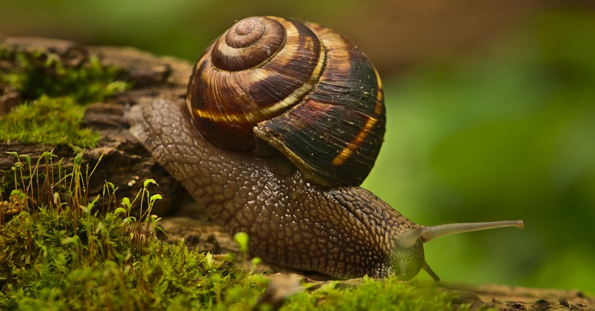 Close Up Of Snail Free Stock Photo close-up-of-snail-free-stock-photo