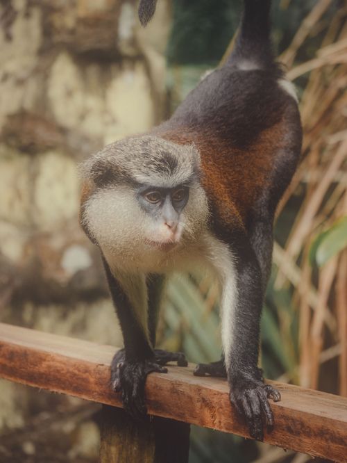Free Close-up of a Mona monkey in natural habitat in Lagos, Nigeria showcasing its vibrant fur and curious expression. Stock Photo
