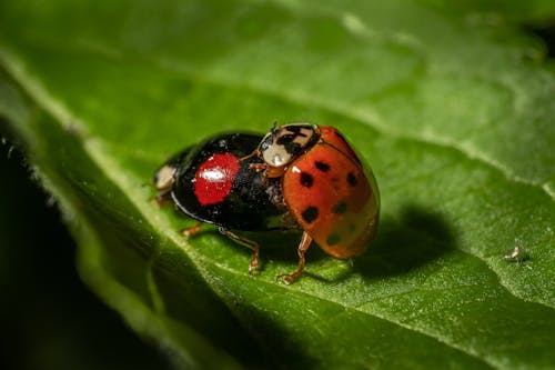 Free stock photo of bug, insect, ladybug