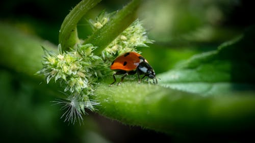 Free stock photo of insect, ladybug, macro