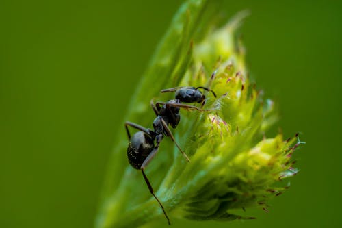 Free stock photo of ant, bug, insect