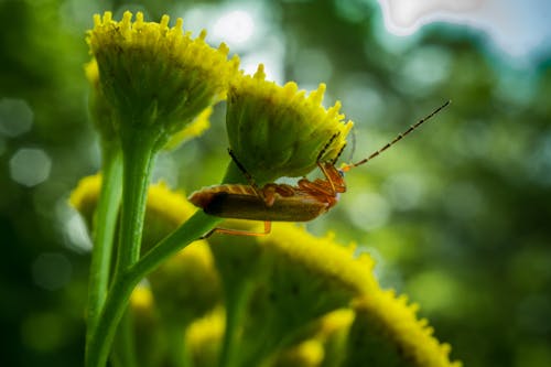 Free stock photo of insects, macro
