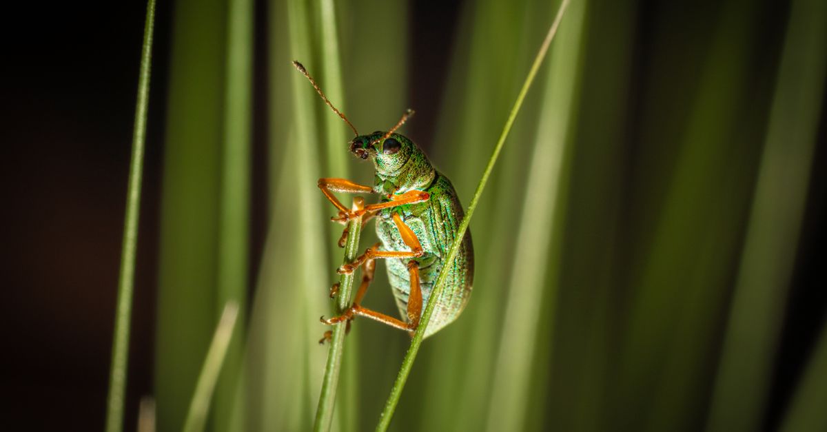 Insect Blade Close-up of a Bug on a Blade of Grass · Free Stock Photo