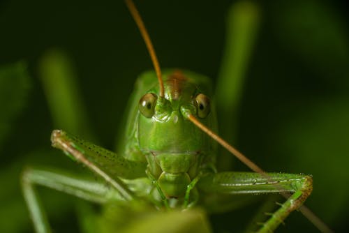 Grasshopper in Close Up