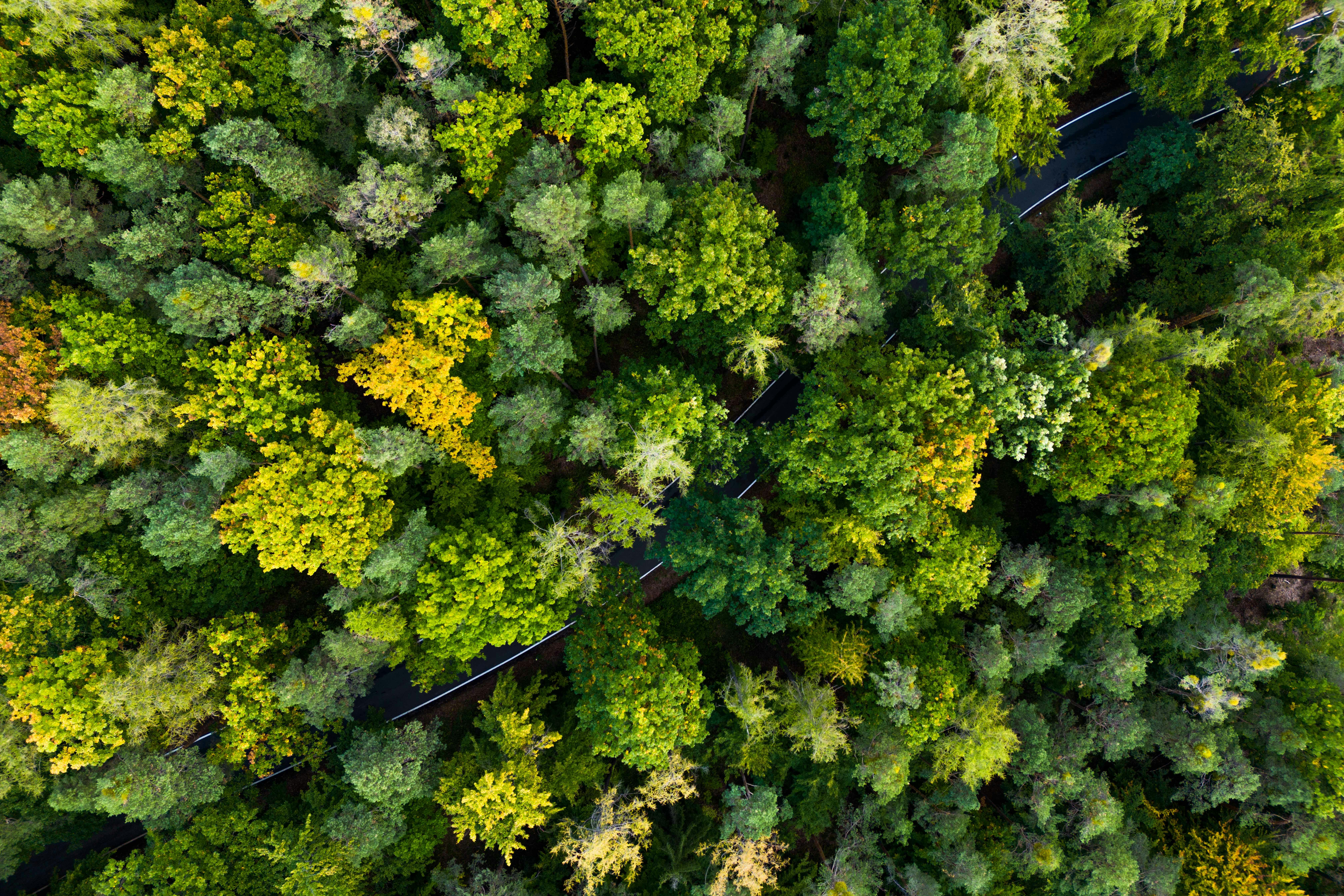 IT and Environmental, Social, and Corporate Governance (ESG), Part One: A CEO and Board Concern — Photo by skigh_tv on Pexels