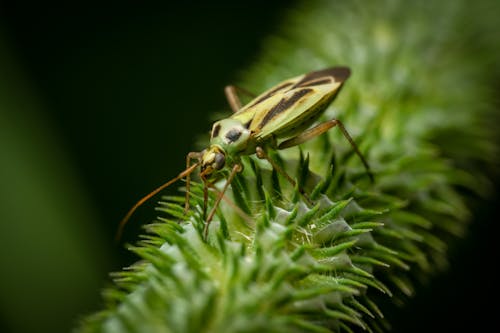 Close-up of a Plant Bug on a Green Plant 