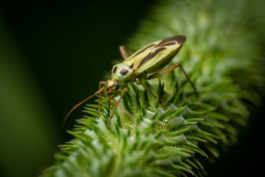 Detailed macro shot of a green plant bug resting on a spiky plant with selective focus.