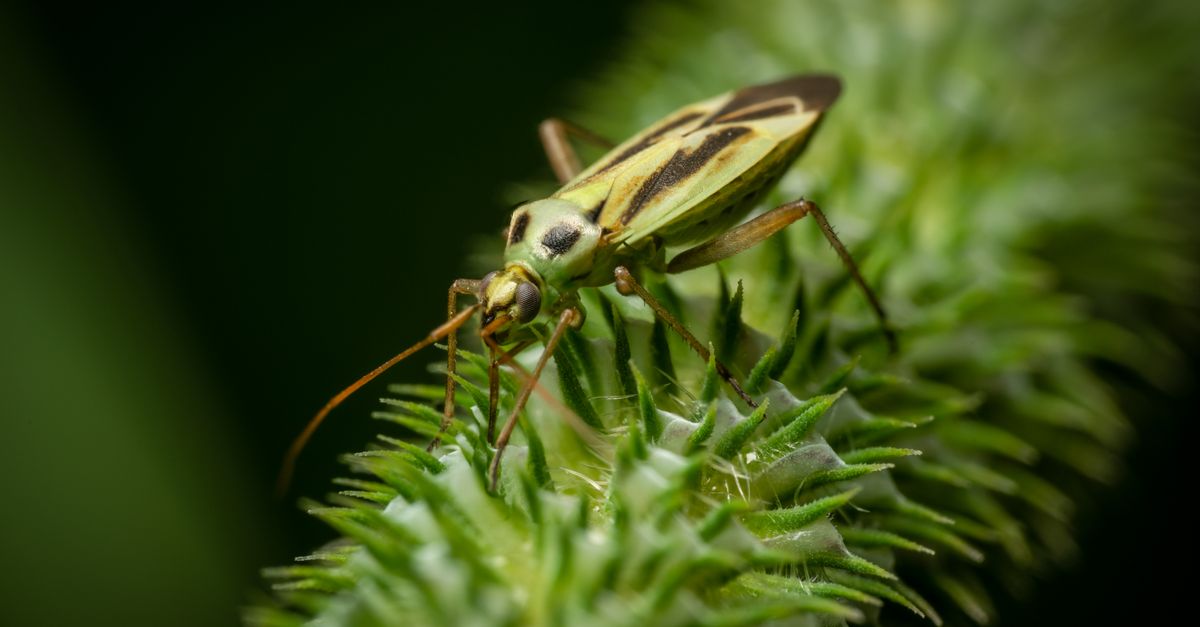 Chlorocoris Close-up of a Plant Bug on a Green Plant · Free Stock Photo