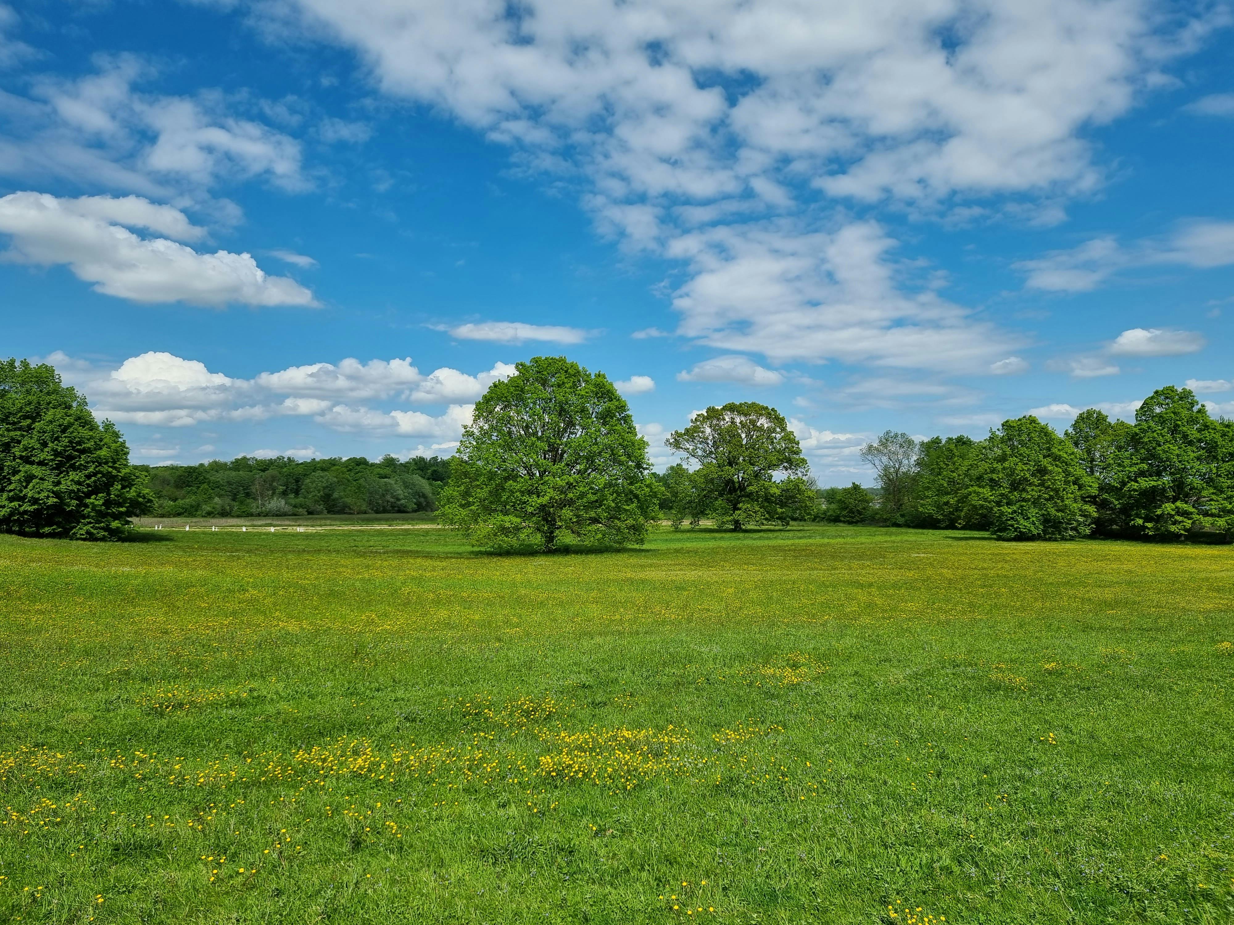 Meadow in Park · Free Stock Photo