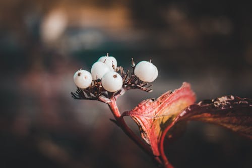 Gratis lagerfoto af blade, blomster, farver