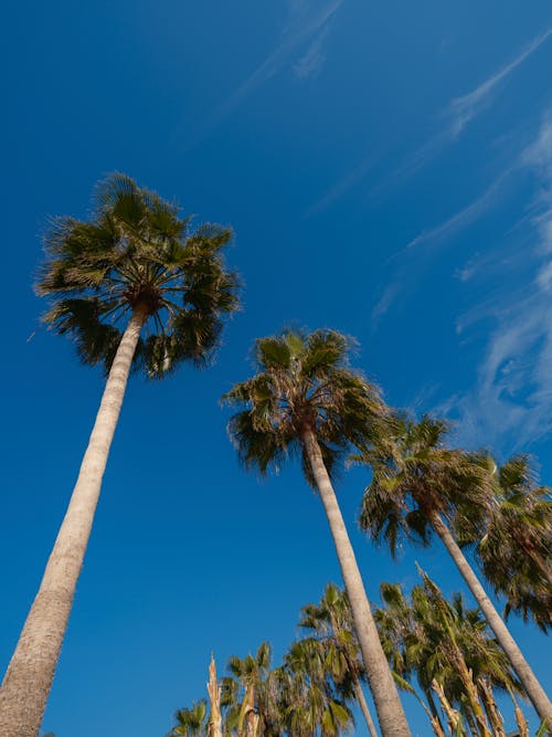Clear Sky over Palm Trees