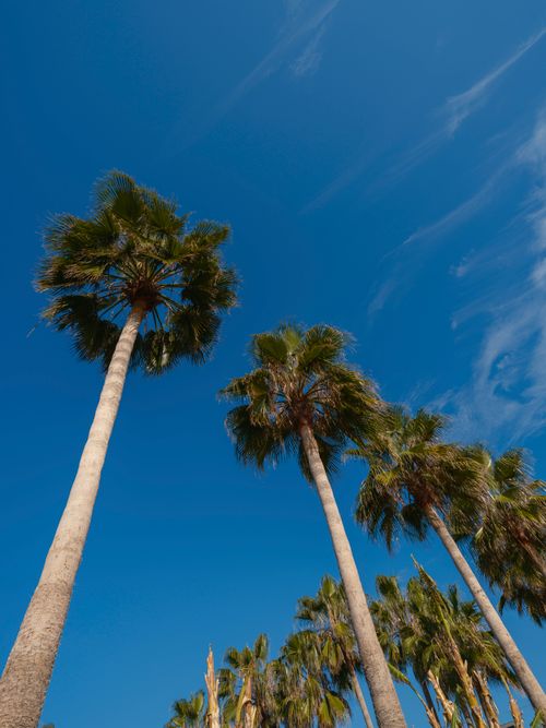Free Stunning vertical view of tall palm trees reaching towards a clear blue sky, perfect for tropical vacation themes. Stock Photo