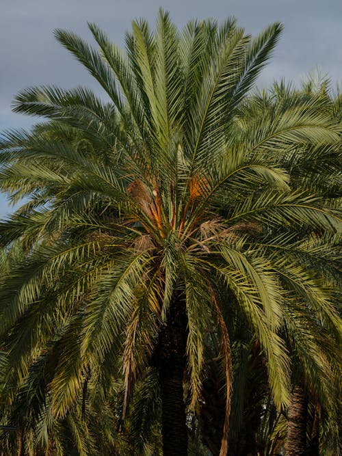 красивые пальмы в природе