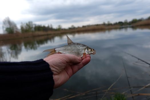 A person holding a small fish in their hand
