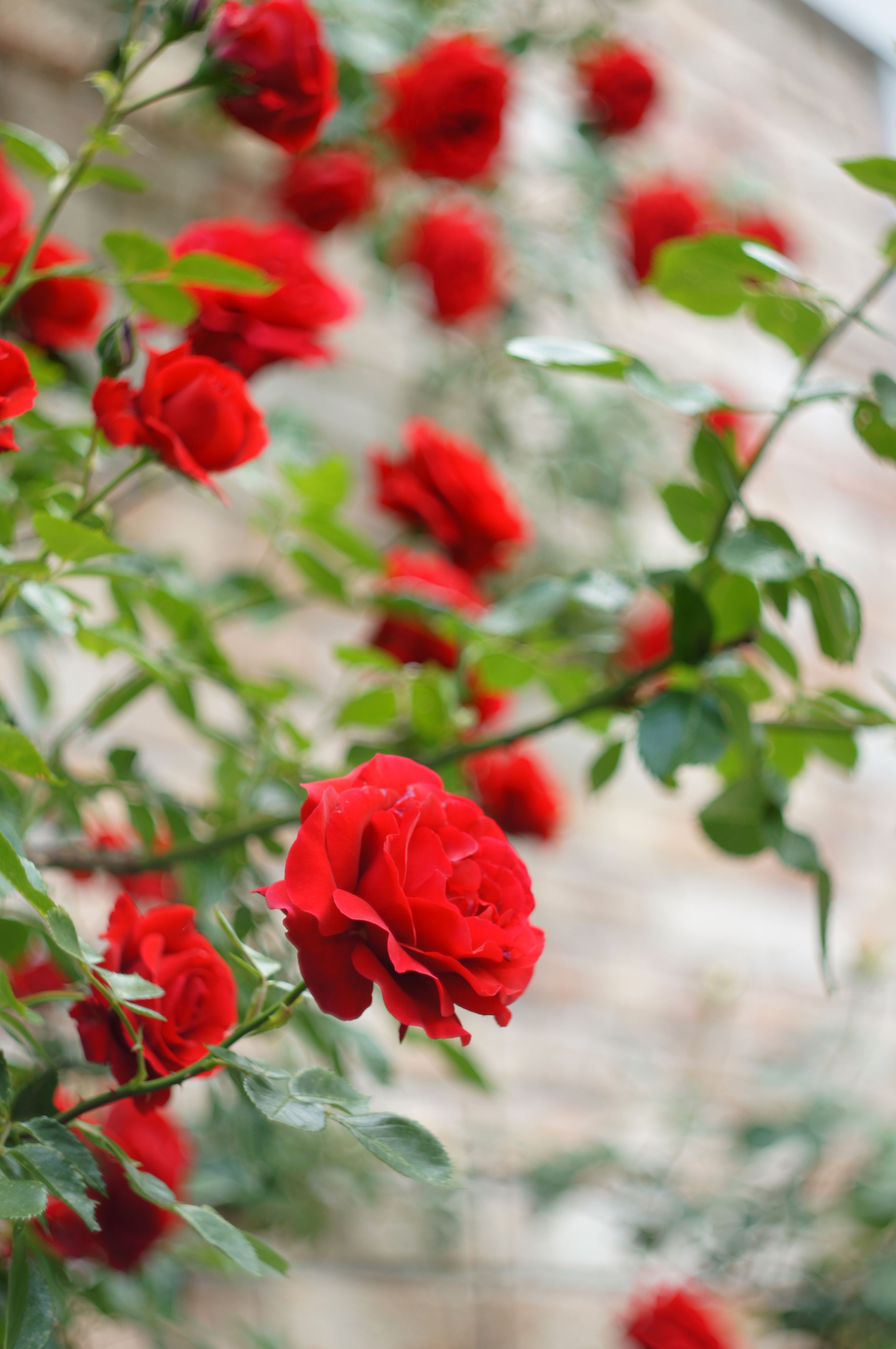 A close up of red roses growing in a garden · Free Stock Photo