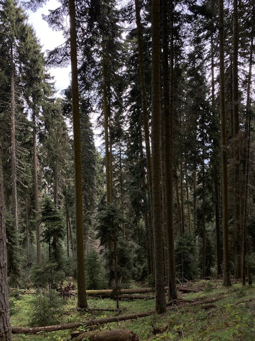 Foto profissional grátis de coníferas, floresta, natureza selvagem